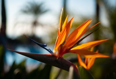 Papier peint  Strelitzie Strelitziaceae Paradiesvogelblume Strelitzia reginae Blume Blüte exotisch orange blau Afrika transluzent Gegenlicht Sonne Madeira Pool Pflanze Garten Farbe intensiv Palmen leuchtend Makro 
