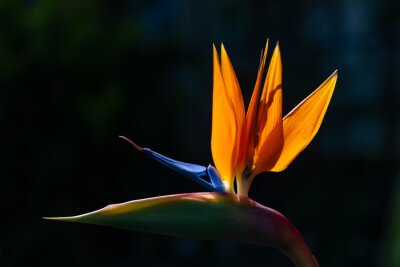 Papier peint  Strelitzie Strelitziaceae Paradiesvogelblume Strelitzia reginae Blume Blüte exotisch orange blau Schnabel Afrika transluzent Gegenlicht Sonne  Südafrika Pflanze Hochblatt Farbe intensiv Dekoration 