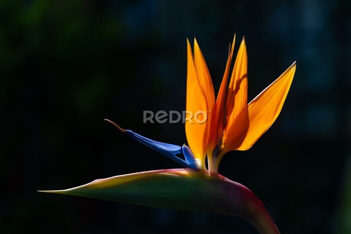 Papier peint  Strelitzie Strelitziaceae Paradiesvogelblume Strelitzia reginae Blume Blüte exotisch orange blau Schnabel Afrika transluzent Gegenlicht Sonne  Südafrika Pflanze Hochblatt Farbe intensiv Dekoration 