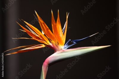 Papier peint  Strelizia, bird of paradise flower