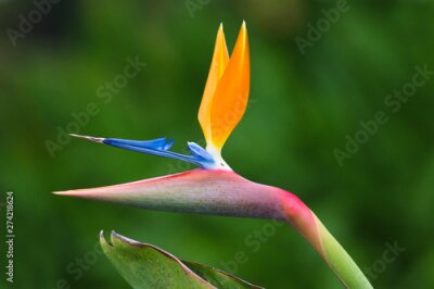Papier peint  Strelizia, bird of paradise flower, Strelitzia reginae
