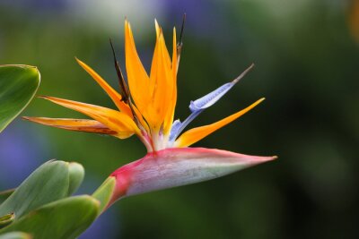 Papier peint  Strelizia, bird of paradise flower, Strelitzia reginae on green