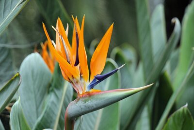 Papier peint  strelizie