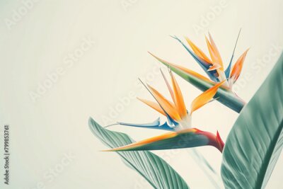 Papier peint  striking photo of the Strelitzia birds of paradise, a rare and endangered plant species, perfectly captured in sharp detail against a pristine white background, emphasizing its del