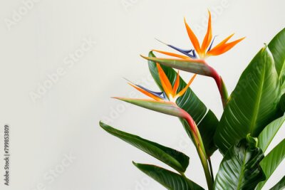 Papier peint  striking photo of the Strelitzia birds of paradise, a rare and endangered plant species, perfectly captured in sharp detail against a pristine white background, emphasizing its del