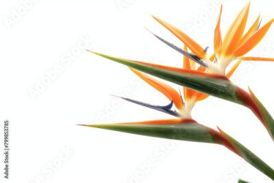 Papier peint  striking photo of the Strelitzia birds of paradise, a rare and endangered plant species, perfectly captured in sharp detail against a pristine white background, emphasizing its del