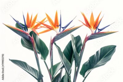 Papier peint  striking photo of the Strelitzia birds of paradise, a rare and endangered plant species, perfectly captured in sharp detail against a pristine white background, emphasizing its del