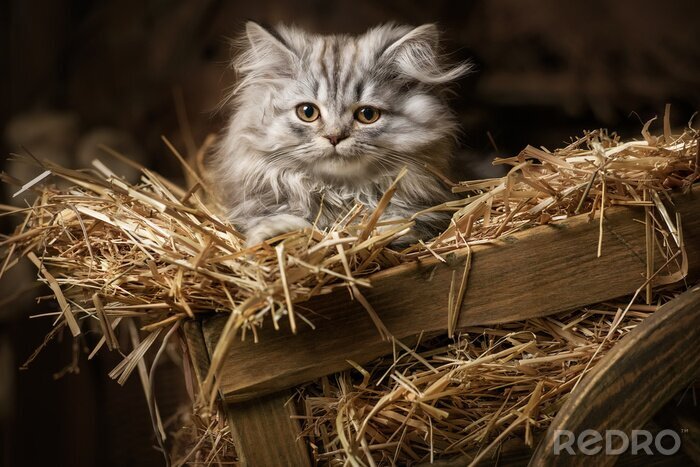 Papier peint  Striped fluffy kitten in an old wagon with straw