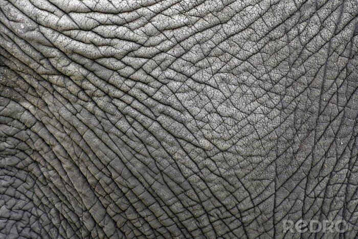 Papier peint  Structure de la peau d'éléphant