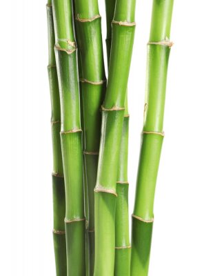 Structure de la tige de bambou en gros plan