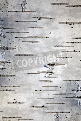 Papier peint  Structure en bouleau