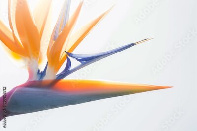 Papier peint  stunning close-up shot of the rare and endangered Strelitzia birds of paradise plant and its exquisite flower in perfect focus against a clean white background, showcasing the intr