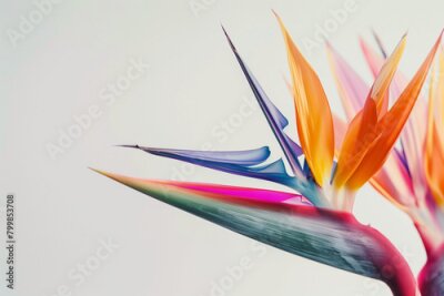 Papier peint  stunning close-up shot of the rare and endangered Strelitzia birds of paradise plant and its exquisite flower in perfect focus against a clean white background, showcasing the intr