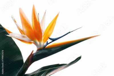 Papier peint  stunning close-up shot of the rare and endangered Strelitzia birds of paradise plant and its exquisite flower in perfect focus against a clean white background, showcasing the intr