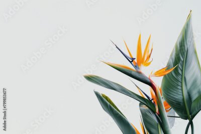 Papier peint  stunning close-up shot of the rare and endangered Strelitzia birds of paradise plant and its exquisite flower in perfect focus against a clean white background, showcasing the intr