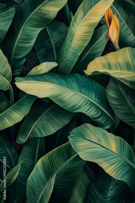 Papier peint  Stunning Strelitzia Leaves Wallpaper for Room Transformation