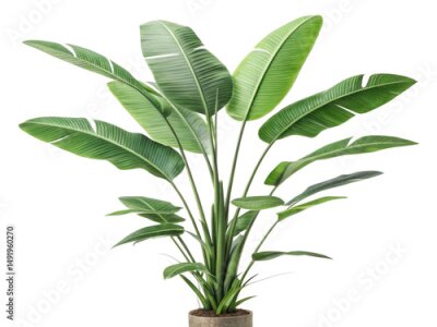 Papier peint  Stunning strelitzia nicolai houseplant adds touch of elegance to any space with its lush green leaves and vibrant presence