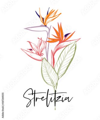 Papier peint  Stylish greeting card with strelitzia word calligraphy, phrase and tropical flowers. Outline floral illustrations. Tropical collection. Sketch in watercolor style. Hand drawn line on white background