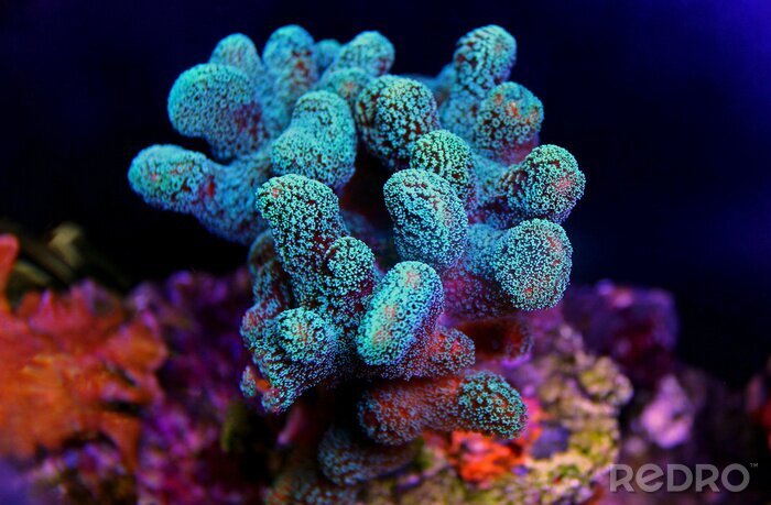 Papier peint  Stylophora coloré SPS corail dans le réservoir de récif d'aquarium d'eau salée