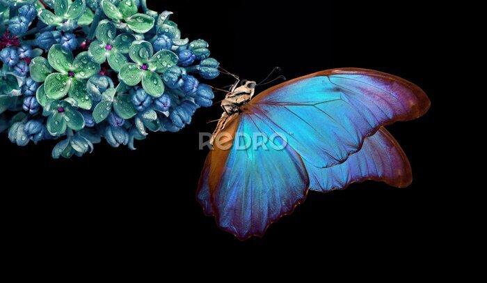 Papier peint  Sublime papillon morpho bleu sur une fleur avec un fond noir en arrière-plan