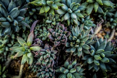 Papier peint  Succulentes vertes foncées