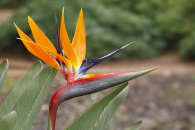 Papier peint  Sud fleur exotique Strelitzia dans le parc