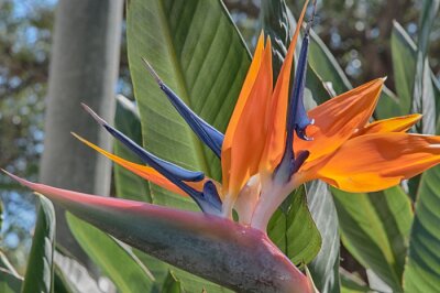 Papier peint  Summer Delight