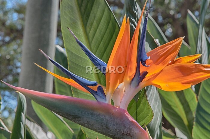 Papier peint  Summer Delight