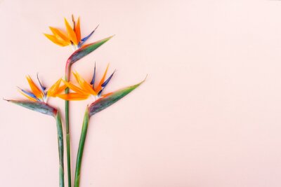 Papier peint  Summer flat lay scenery with strelizia flowers