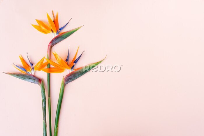 Papier peint  Summer flat lay scenery with strelizia flowers