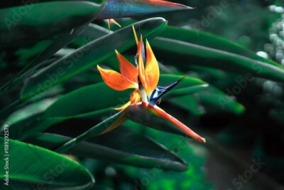 Papier peint  Summer flowers. Strelitzia flower in Funchal garden on Madeira island. Madeira flower Festival. Travel and adventure in Portugal. Strelitzia flower the national flower of Madeira