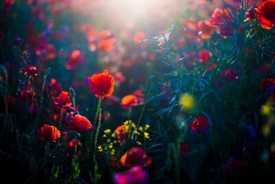 Papier peint  Summer landscape. Blooming poppy field at sunset. Flowers close-up. Latvia