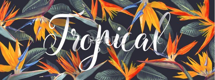 Papier peint  Summer tropical vector design for banner or flyer with Strelitzia Reginae, tropical flowers and leaves, South African plant, called crane flower or bird of paradise and lettering. Realistic style.