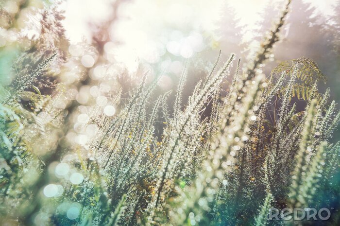 Papier peint  Sunny meadow