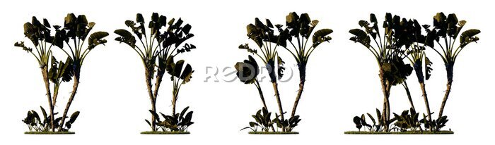 Papier peint  Sunset scene landscape element for 3d Architectural visualization. Strelitzia nicolai tree with outdoor lighting isolated on transparent background. 3d rendering illustration. PNG format	