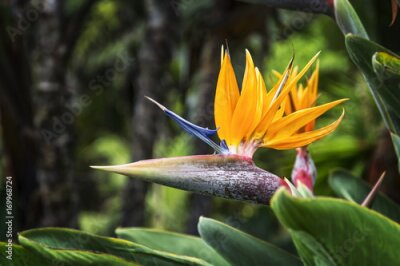 Papier peint  Sur un fond flou, la fleur d'une Strelitzia en plein essor