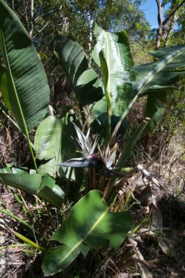 Papier peint  Sydney Australia, flowering Strelitzia nicolai or giant white bird of paradise