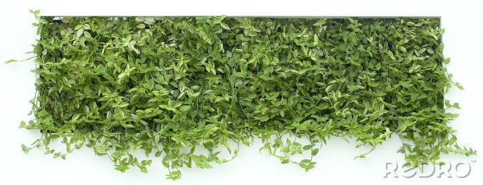 Papier peint  Tapis vert végétal