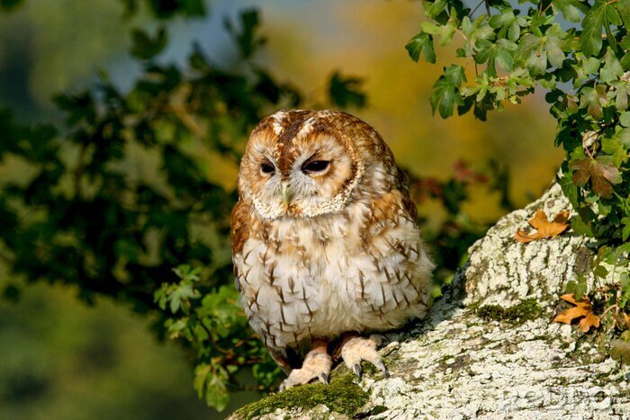 Papier peint  Tawny Owl (Strix aluco) sitting in an oak tree in autumn in Wales, UK