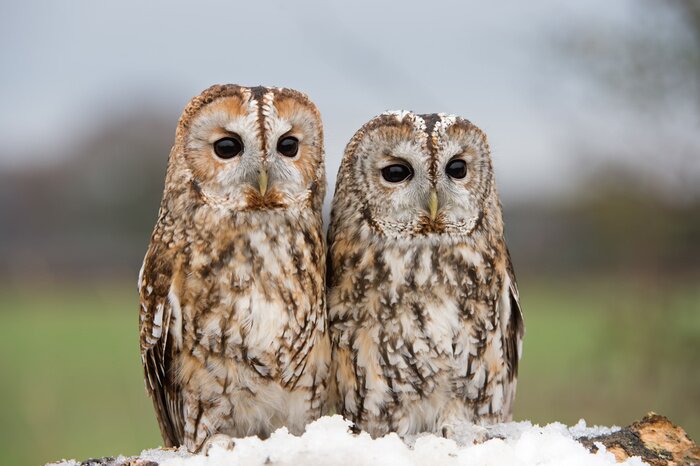 Papier peint  Tawny Owl (Strix aluco)/Tawny Owls perched on a branch