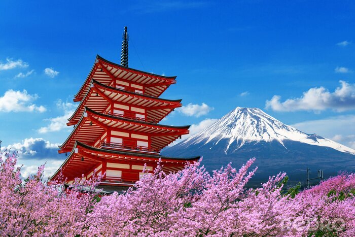 Papier peint  Temple et cerisiers en fleurs à Tokyo