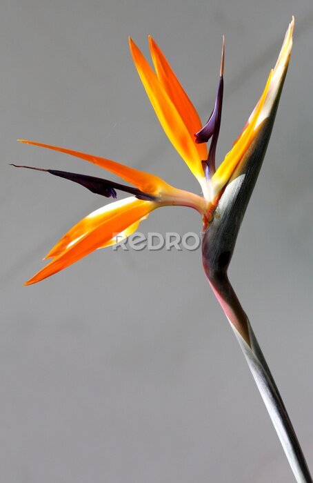 Papier peint  terme d'oiseau du paradis, strelitzia