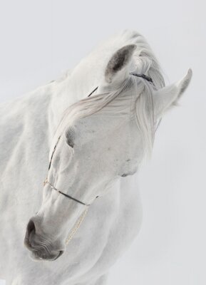 Tête cheval blanc