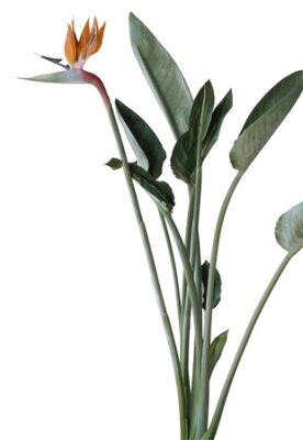 Papier peint  tête d'une plante tropicale de fleur colorée en blanc nommé Strelitzia retour