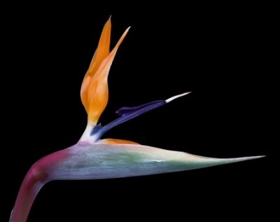 Papier peint  tête d'une plante tropicale de fleur colorée en noir nommé Strelitzia retour