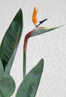 Papier peint  tête d'une plante tropicale nommée Strelitzia de fleurs colorées