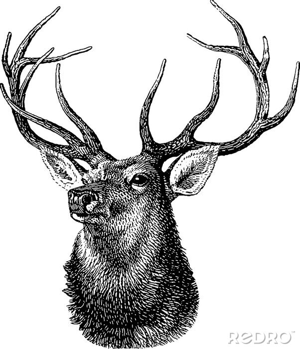 Papier peint  Tête de cerf noire et blanche