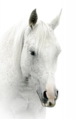 Tête de cheval blanc