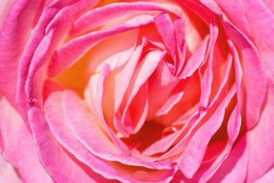 Tête de rose couleur rose