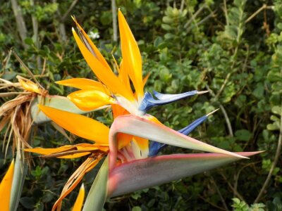 Papier peint  Tête de Strelitzia